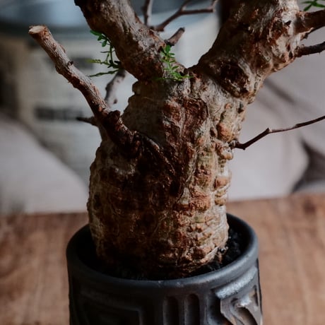 オペルクリカリア パキプス φ7.5cm［No.20］  ×  根本峻吾 作 S.N POT type.tall「 鐡 - kurogane - 」3号 植木鉢 笠間焼