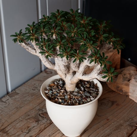 大株 ユーフォルビア ギラウミニアナ 輸入株［No.24］  × 坂本新 作【 LUSTER - white pearl - 】 4.5号 植木鉢 笠間焼