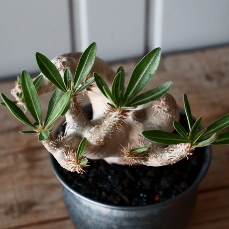 パキポディウム ブレビカリックス 輸入株［No.21］  × 坂本新 作【 LUSTER - black opal - 】 3.5号 笠間焼 植木鉢