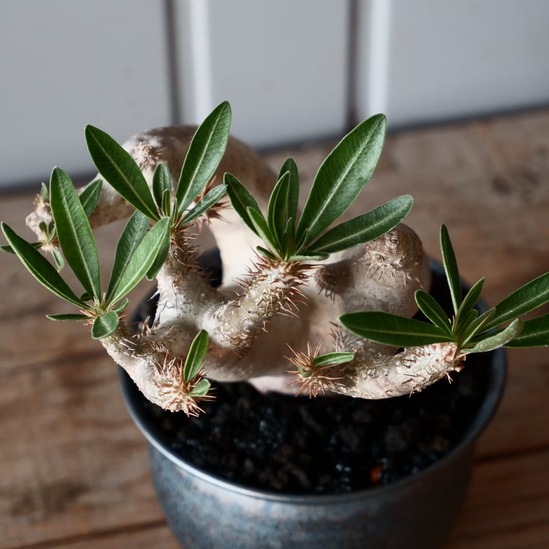 ダガスカル輸入 現地株 パキポディウム ブレビカリックス パキポディウム ブレビカリックス 輸入株［No.21］ × 坂本新 作