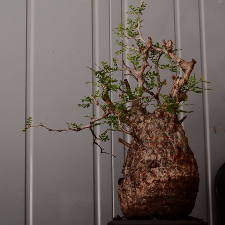 オペルクリカリア パキプス φ13cm［No.25］  × 磯部祐介 作品【 瓦 - kawara - "金剛"  】 5号 植木鉢 笠間焼