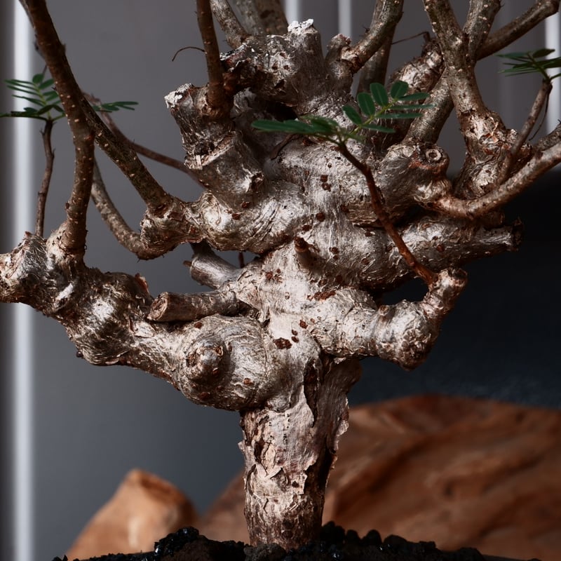 センナメリディオナリス 美株 造り込み センナ メリディオナリス 輸入株［No.35］ × 與那嶺大輔 作