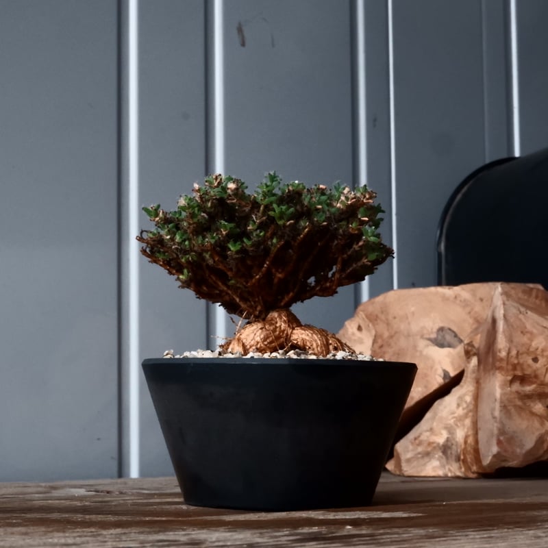 トリコディアデマ ブルボスム 姫紅小松［No.01］長谷川