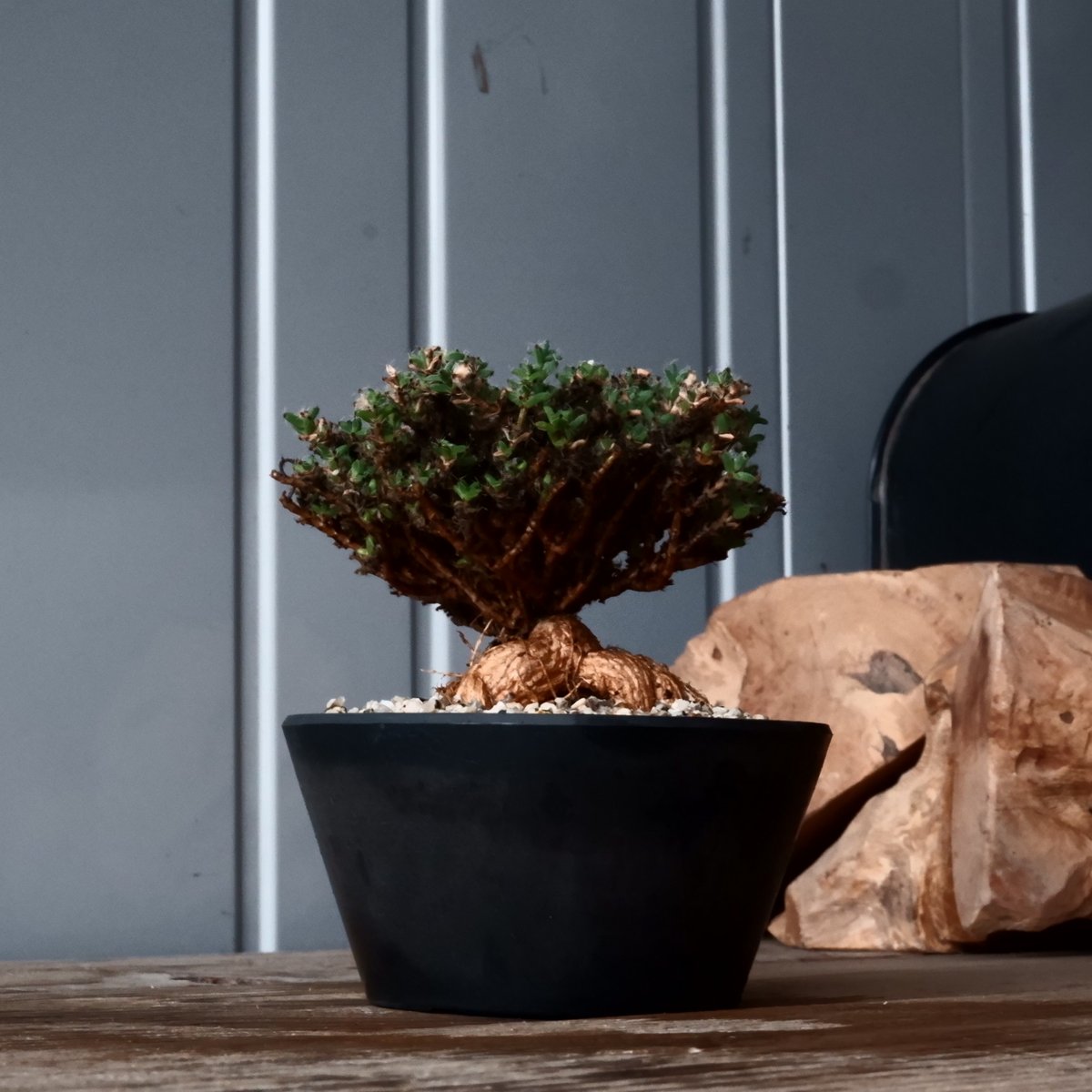 陶器鉢付き！トリコディアデマ ブルボスム 姫紅小松 トリコディアデマ