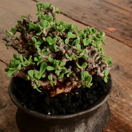 《 size L》ケラリア ピグマエア［No.100］  ×   沼野秀章 作「 black wrap 」4号 植木鉢 笠間焼