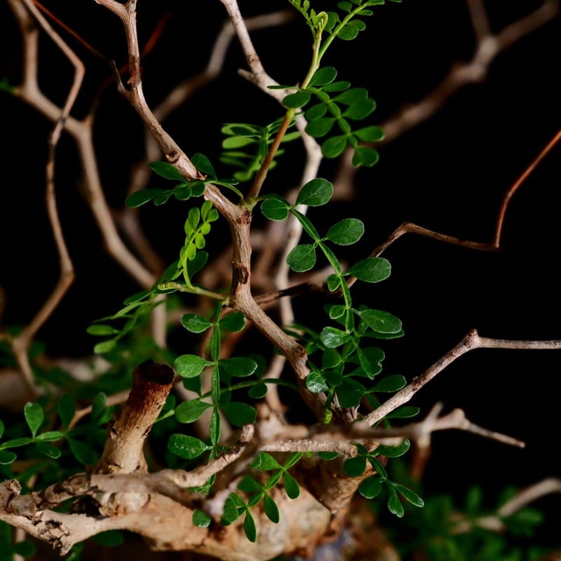 発根済 大型 二股 パキプス 01 × 