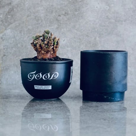ケラリア ピグマエア No.04  ×   " EartH POWER " DESIGN POT / BLACK