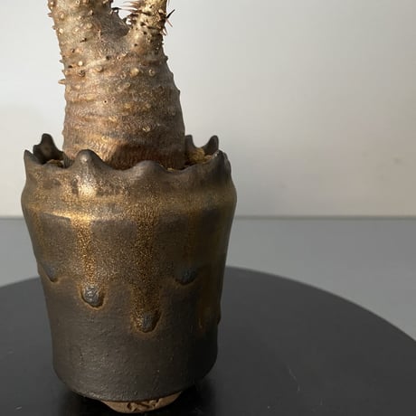発根済 超チビ マカイエンセ 魔界玉 現地株 BG-139 × S.N.Pot - crown - 2号鉢 ［作家  "根本峻吾"］