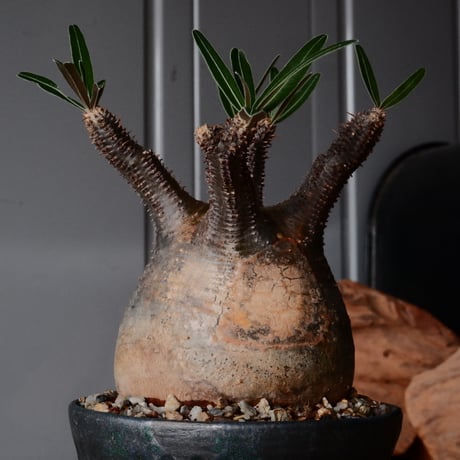 グラキリス φ8cm - 象牙宮 -［No.68］  ×   森田昌求 作 「 CLAW - M - 」 3.5号 植木鉢 笠間焼