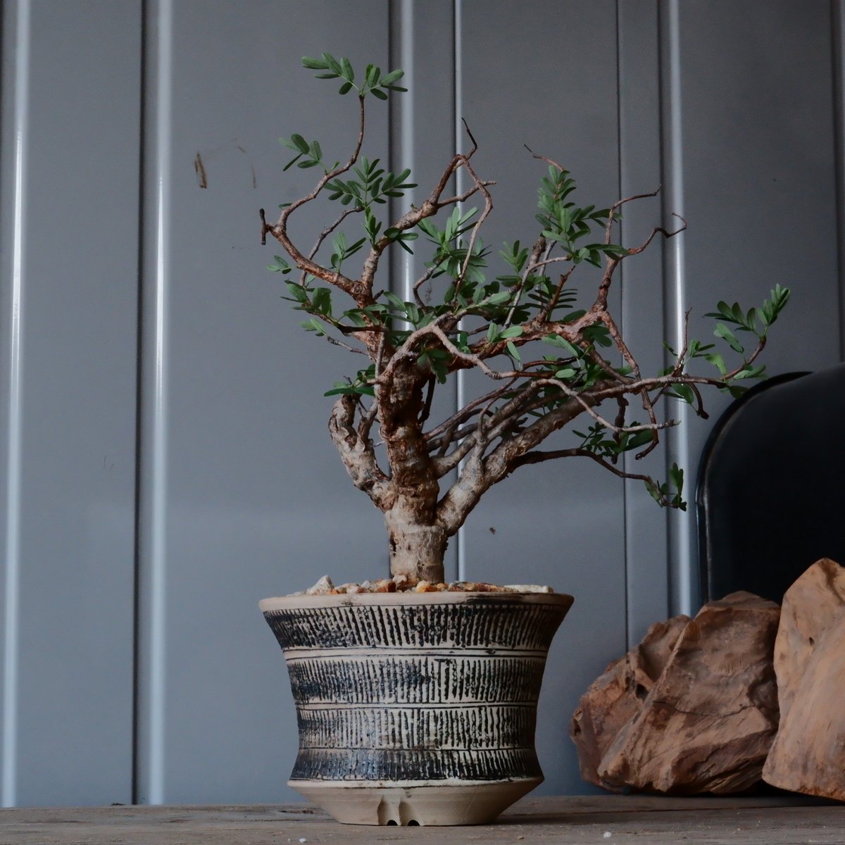 センナ メリディオナリス 現地株発根済　かみ山陶器鉢付き センナ メリディオナリス 現地株発根済 かみ山陶器鉢付き センナ メリ