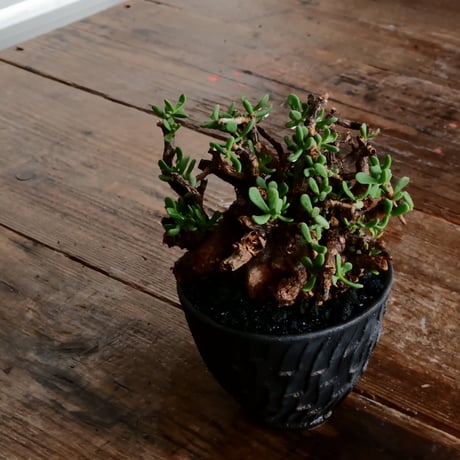 ケラリア ピグマエア 発根済［No.16］  ×   沼野秀章 作「 black wrap 」3.5号 植木鉢 笠間焼