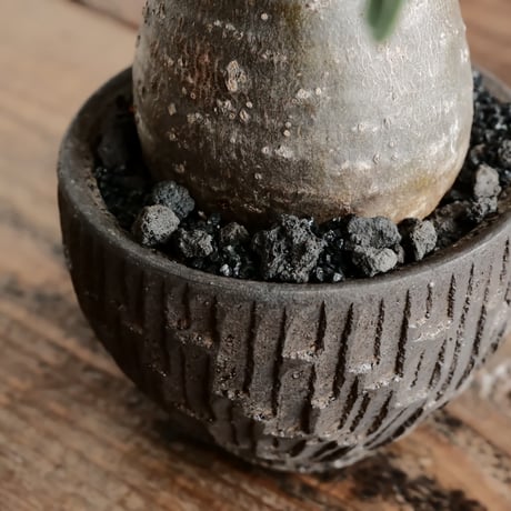 グラキリス - 象牙宮 -［No.15］  ×   沼野秀章 作「 black wrap 」3号 植木鉢 笠間焼