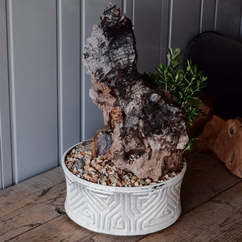 Old Olive 古木オリーブ［No.06］× 根本峻吾 作品【 S.N POT