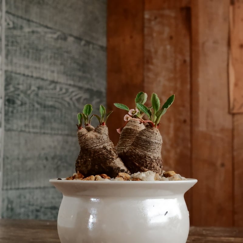 ユーフォルビア ラバティ［No.61］ × 坂本新 作 「 LUSTER OVERGL