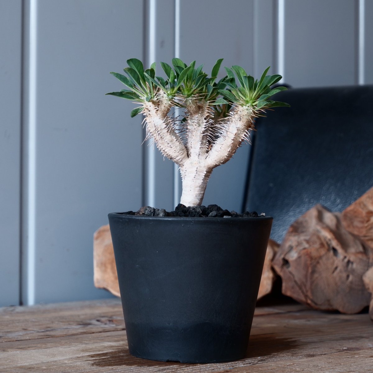 ユーフォルビア ギラウミニアナ 輸入株［No.49］ 4号鉢