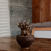 チレコドン ペアルソニー［ No.48］  ×  中野明彦 作 「 KIRIKO」3.5号 植木鉢 笠間焼