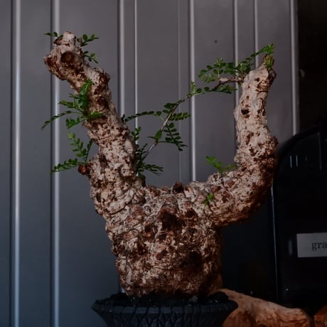 オペルクリカリア パキプス φ10cm［No.21］  × 沖誠 作「Bark / deep cylinder 」 3号 植木鉢 笠間焼