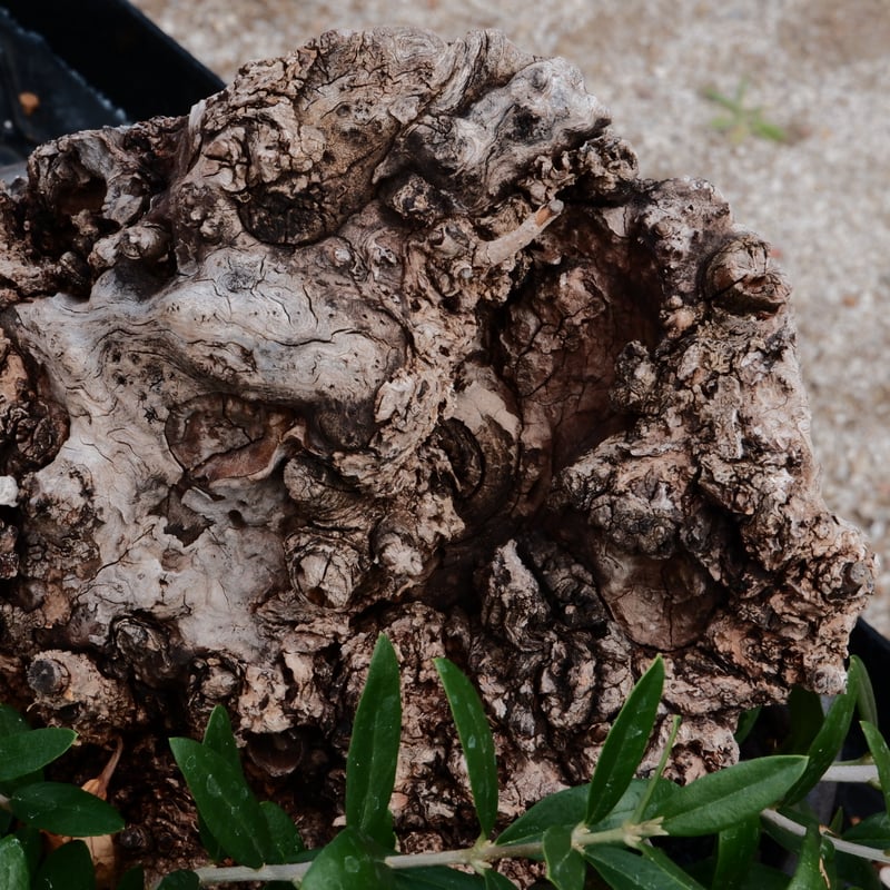 Old Olive 古木オリーブ［No.01］× 根本峻吾 作品【 S.N POT type.