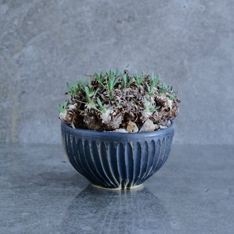 CATEGORY オトンナ | Botanical Holic