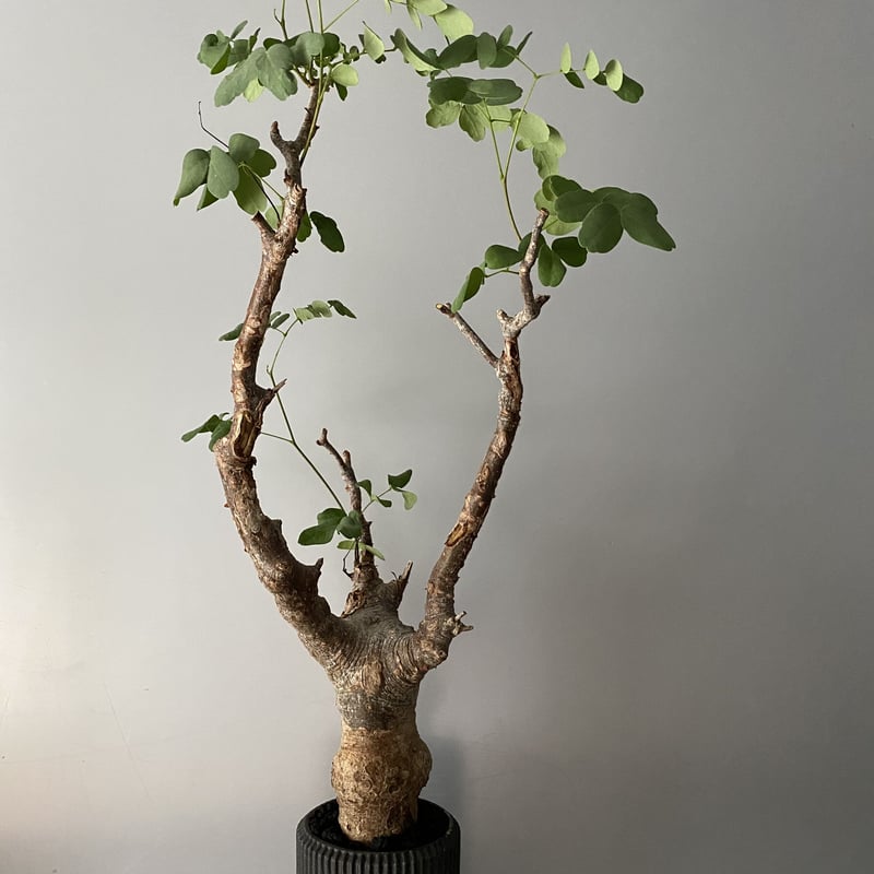 デロニクス プミラ 発根済 現地株 BDP-01 | Botanical Holic