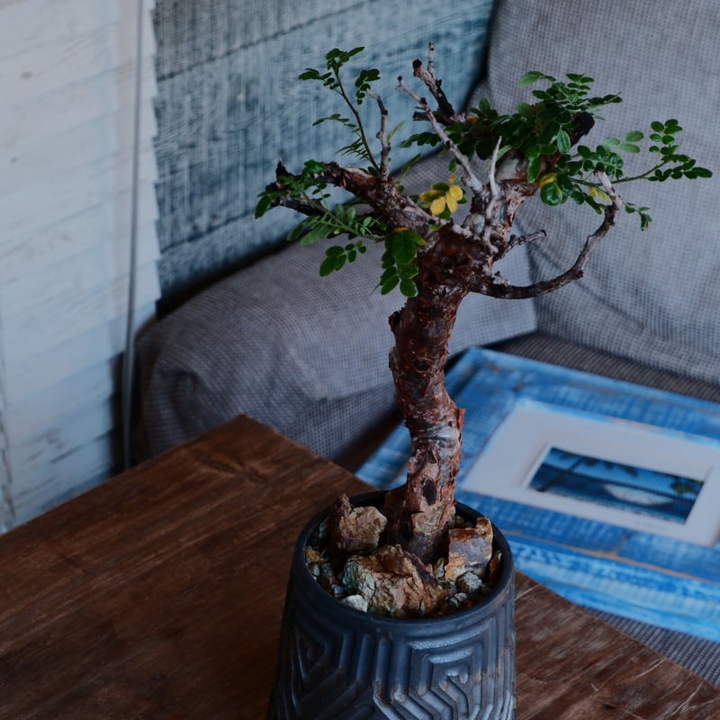 コミフォラ モンストローサ［No.43］ × 根本峻吾 作 S.N POT type.ta