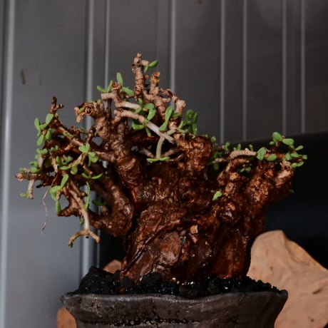 ケラリア ピグマエア［No.81］  × 沼野秀章 作品【  Black Wrap 】4号 植木鉢 笠間焼