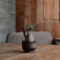 発根済 グラキリス  - 象牙宮 - size S［No.219］  ×  與那嶺大輔 作 「琉球飛び鉋」3号 植木鉢