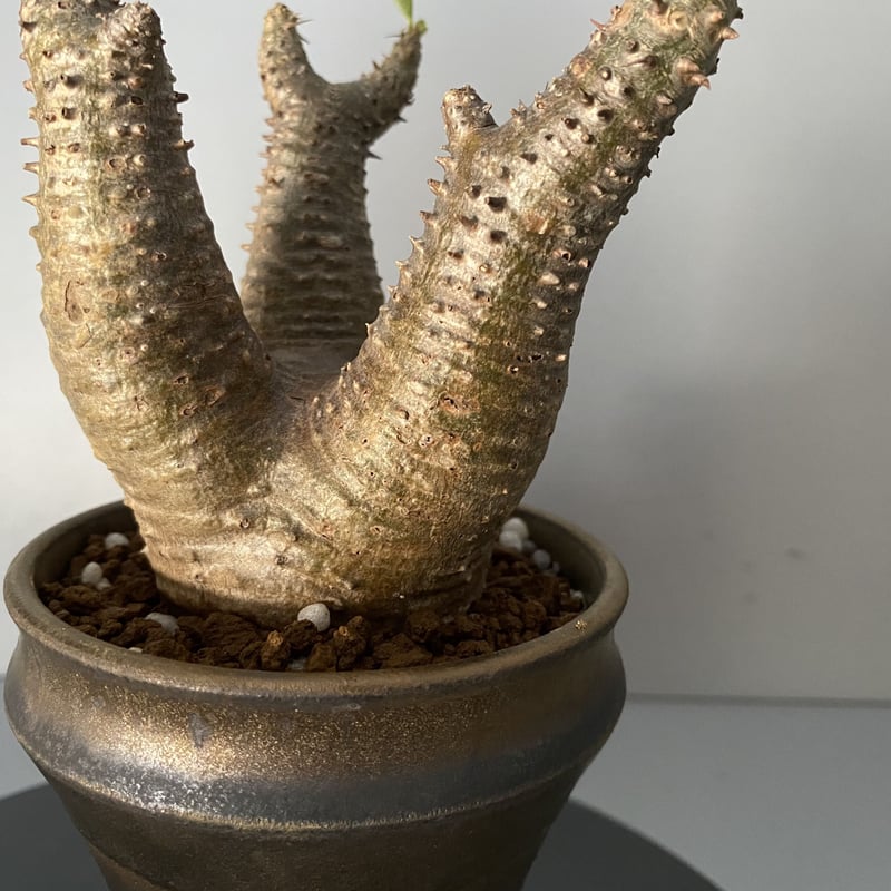 発根済 チビ マカイエンセ 魔界玉 現地株 BG-124 × S.N.Pot - horizo