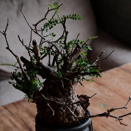 オペルクリカリア パキプス φ9cm［No.21］  ×  根本峻吾 作 S.N POT type.tall「 鐡 - kurogane - 」3号 植木鉢 笠間焼