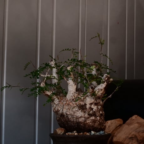 オペルクリカリア パキプス φ 12cm［No.40］  × 沼野秀章 作 【 black wrap 】4号 植木鉢 笠間焼