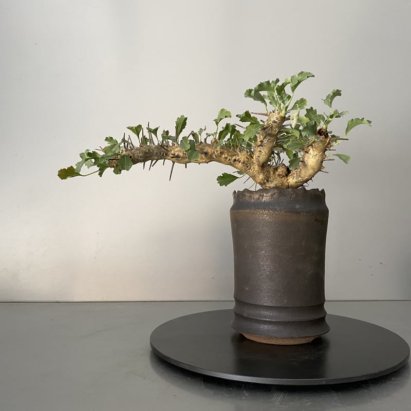 モンソニア サルコカウロン クラシカウレ 発根済 現地株 MS-02 × S.N.