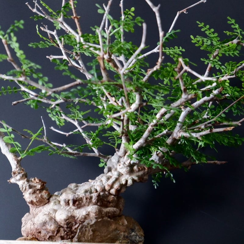 超扁平 蟹型 オペルクリカリア パキプス［No.13］ × 沼野秀章 作 「刻