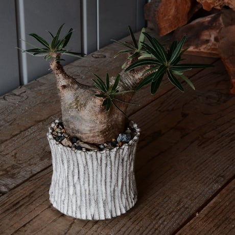 グラキリス φ7.5cm  - 象牙宮- ［No.78］  ×   根本峻吾 作 S.N POT type.slim「 月光ノ爪牙」3.5号 植木鉢 笠間焼