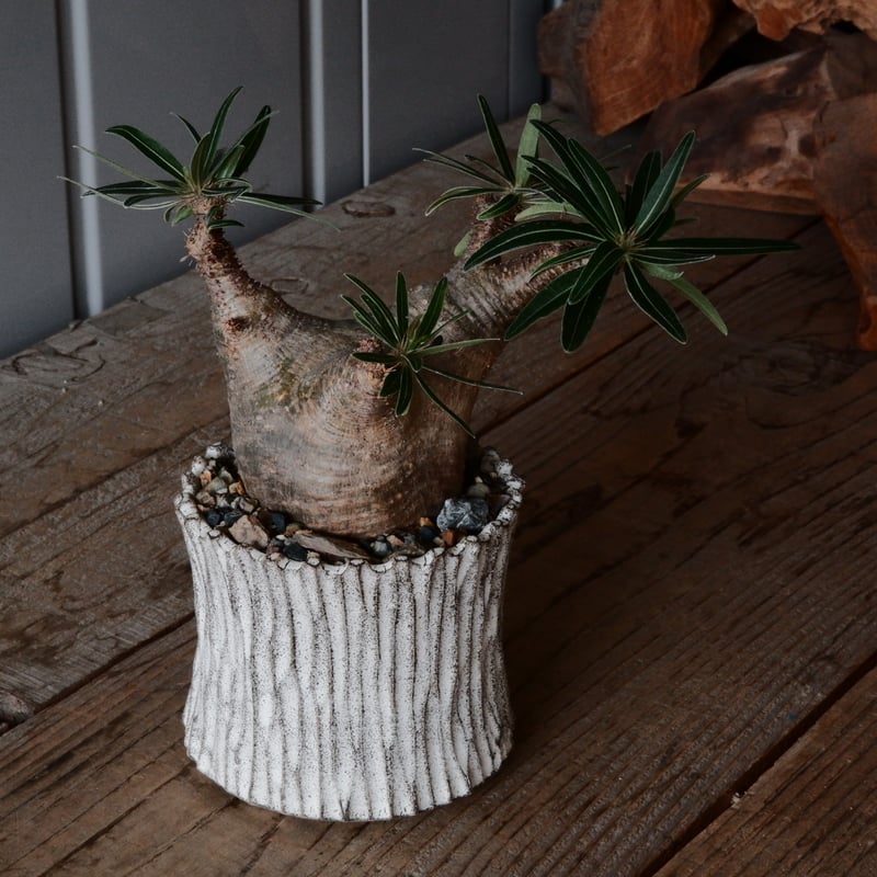 グラキリス現地球根本峻吾鉢付き