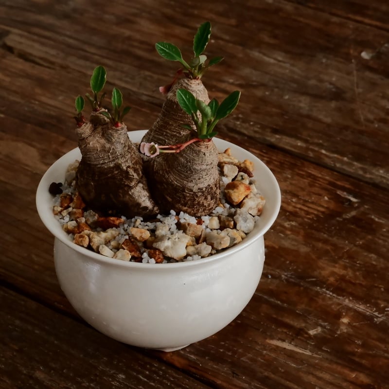 ユーフォルビア ラバティ［No.61］ × 坂本新 作 「 LUSTER OVERGL