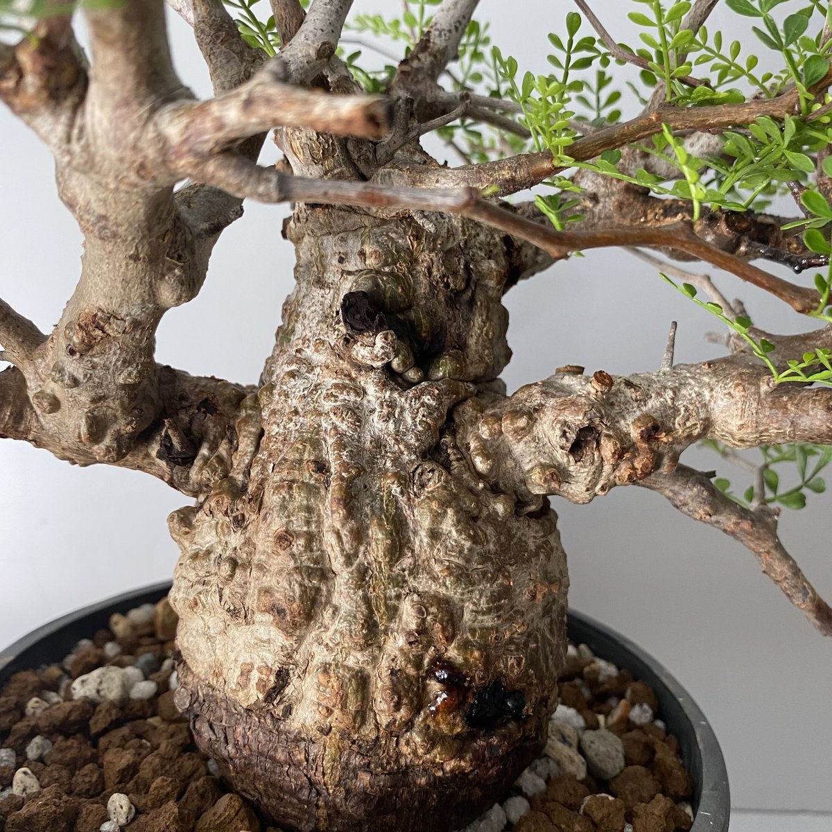 発根済 小さな巨人 オペルクリカリア パキプス P20 | Botanical 発根済 小さな巨人 オペルクリカリア パキプス P20 | Botanical