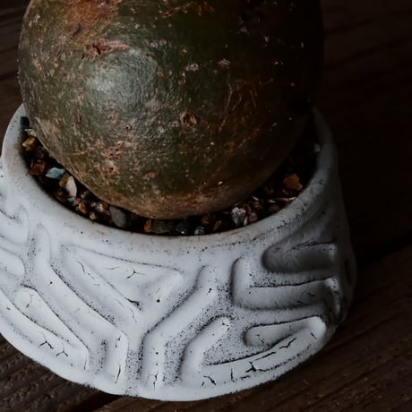 グラキリス φ8cm  - 象牙宮- ［No.34］  ×   根本峻吾 作 S.N POT type.cylinder - low「 月光ノ鐵」3号 植木鉢 笠間焼