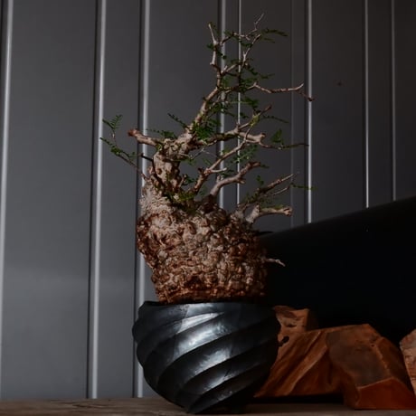 オペルクリカリア パキプス φ 14cm［No.33］  × 沖誠 作「Spilal - 燻銀彩 - / round 」 4号 植木鉢 笠間焼