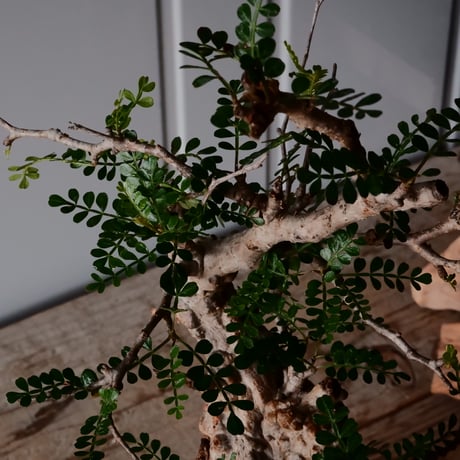 オペルクリカリア パキプス φ 11cm［No.29］  × 杉山悠 作 4号 植木鉢 笠間焼