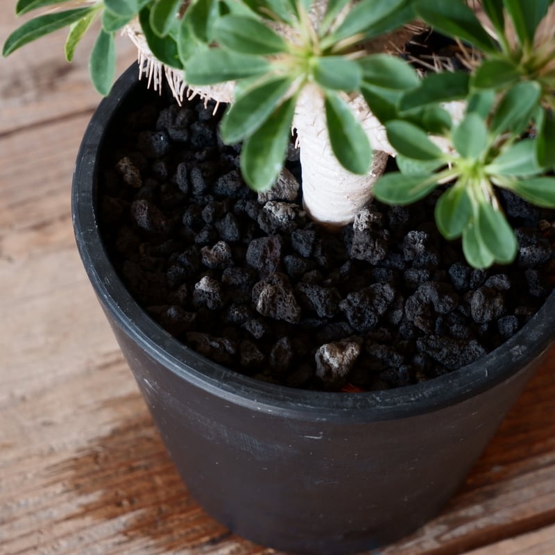 ユーフォルビア ギラウミニアナ 輸入株［No.54］ 4.5号鉢 | Botanical