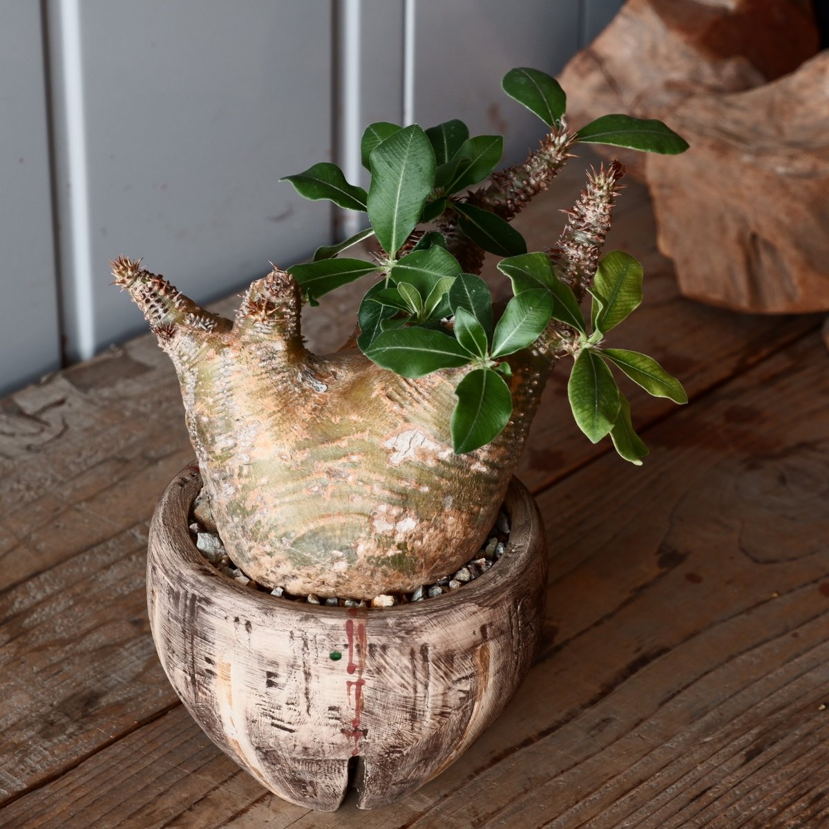 中株 マカイエンセ φ10cm - 魔界玉 - 輸入株［No.19］ × 沼野秀章 作品