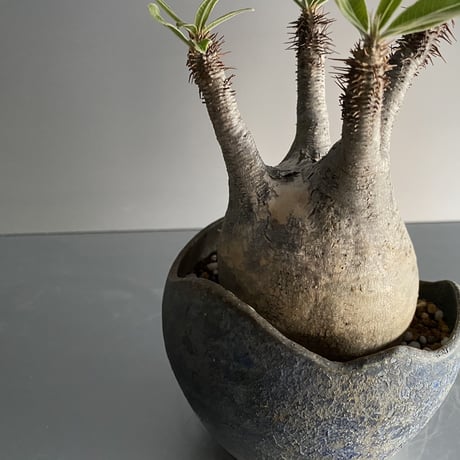 Gracilius × Shell Pot「Ibushi Gin」 - 笠間焼  - D16