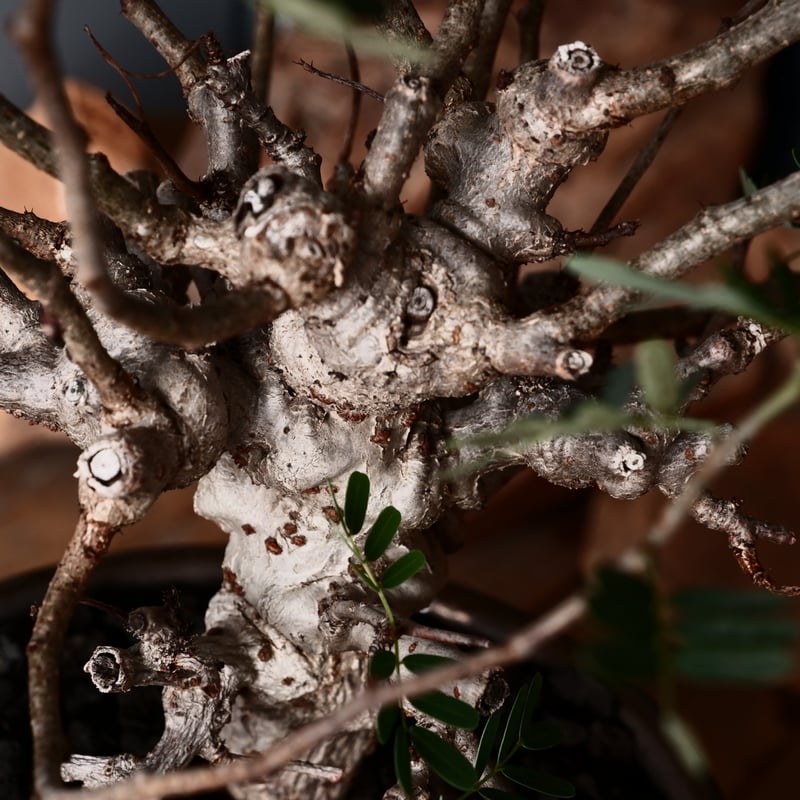 センナ メリディオナリス 輸入株［No.37］ × 松野 然 作 「ZEN」4.5号