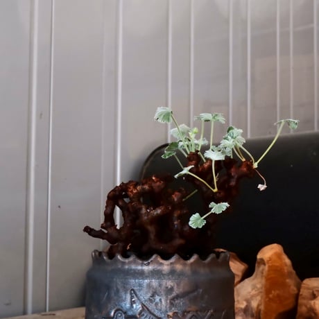 ペラルゴニウム ミラビレ［No.02］  ×   根本峻吾 作 S.N POT type.cylinder「 刻印  -kokuin- 」 4号 植木鉢