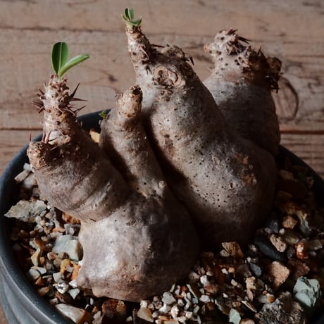 マカイエンセ  φ11cm ［No.66］  ×  森田昌求 作【 CLAW / BORDER 】 4号 植木鉢 笠間焼