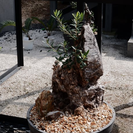 Old Olive 古木オリーブ［No.17］× 12号皿鉢 (φ36cm)