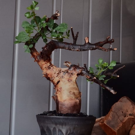 コミフォラ カタフ ピュア［No.02］  × 杉山悠 作 φ10.5cm 植木鉢 笠間焼