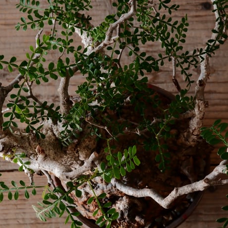 オペルクリカリア  パキプス φ 12.5cm［No.42］  × 沼野秀章 作 【 刻ム音 】4号 植木鉢 笠間焼