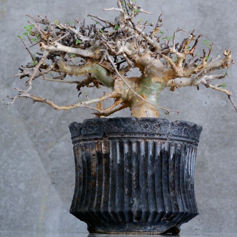 コミフォラストックシアナ　植物のみ Commiphora stocksiana(コミフォラ ストックシアナ) × N/OH