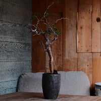 コミフォラ モンストローサ［No.41］  ×  沼野秀章 作「 black wrap .tall 」 3号 植木鉢 笠間焼